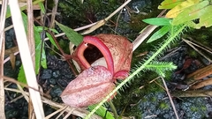 Nepenthes gymnamphora