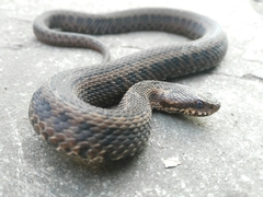 Vipera seoanei