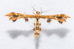 Geina periscelidactylus