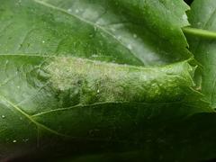 Eriophyes exilis