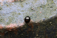 Derispiola unicornis