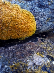 Variospora thallincola