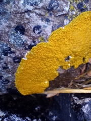 Variospora thallincola