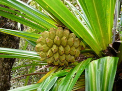 Pandanus bernardii