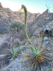 Agave chrysoglossa