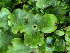Marchantia paleacea