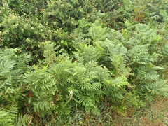 Pteridium aquilinum
