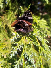 Vanessa atalanta