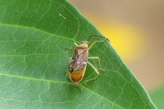 Dasynini