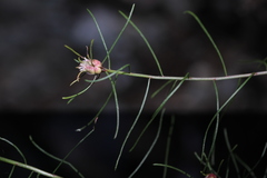 Rhopalomyia erigerontis