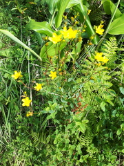 Hypericum undulatum