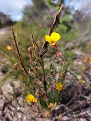 Bossiaea heterophylla