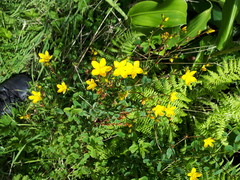 Hypericum undulatum