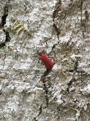 Dictyoptera