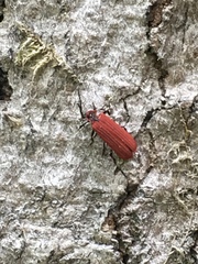 Dictyoptera