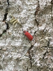 Dictyoptera