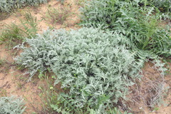 Artemisia fragrans