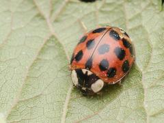 Harmonia axyridis