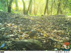 Grallaria guatimalensis