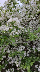 Malus sargentii