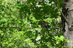 Turdus pilaris
