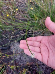 Cryptandra ericoides