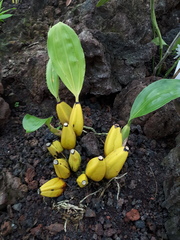 Bifrenaria harrisoniae