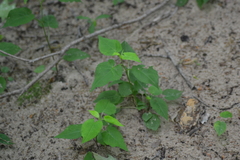 Ageratina altissima altissima