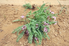 Astragalus physodes