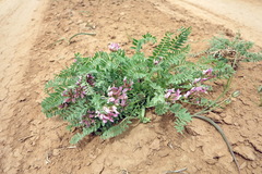 Astragalus physodes