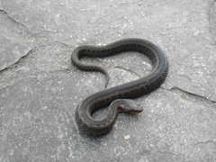 Vipera seoanei