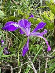 Iris tenax tenax