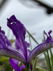 Iris tenax tenax