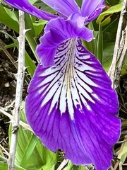 Iris tenax tenax