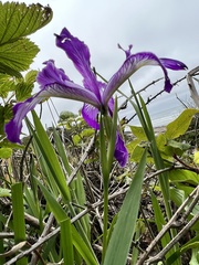 Iris tenax tenax