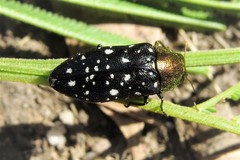 Diphucrania leucosticta