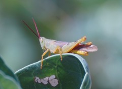 Adlappa erythroptera