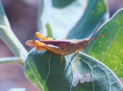 Adlappa erythroptera