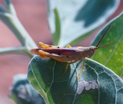 Adlappa erythroptera