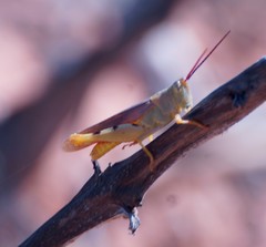 Adlappa erythroptera