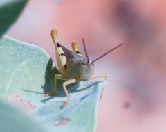 Adlappa erythroptera
