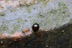 Derispiola unicornis