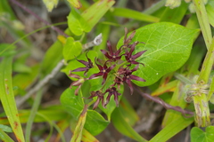 Matelea hirtelliflora
