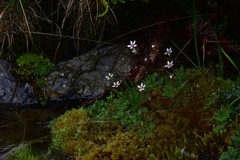 Micranthes stellaris