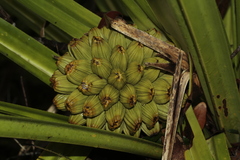 Pandanus bernardii