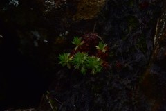 Saxifraga hypnoides