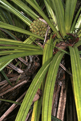 Pandanus bernardii