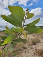 Acacia nesophila