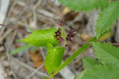 Matelea hirtelliflora