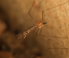 Neolimonia dumetorum